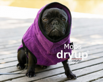 Dry-up Cape Frenchie & Co